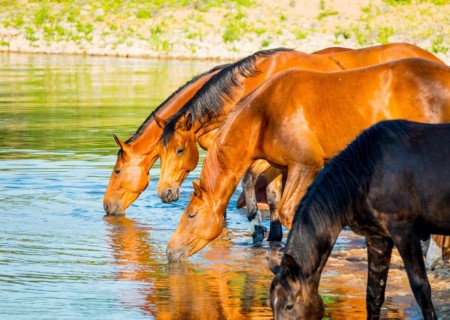 horse-pasture-5356187_1280