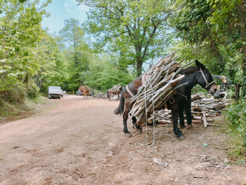 mulo-carico